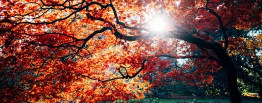 Fall tree light