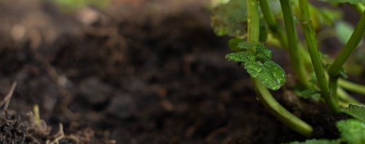 Planting