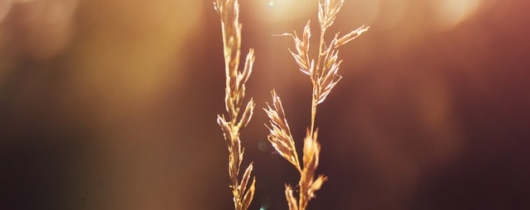 Wheat