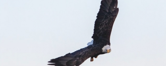 Eagle