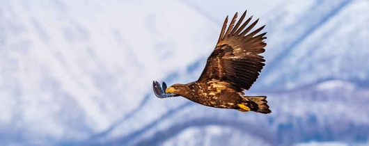 Eagle