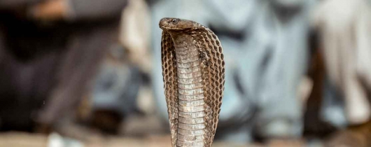 Cobra